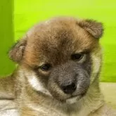 柴犬(標準サイズ)