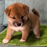 柴犬(標準サイズ)