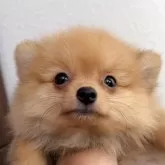 ポメラニアン