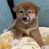 柴犬(標準サイズ)