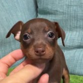 ミニチュアピンシャー
