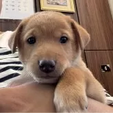 ミックス(ミニチュアピンシャー×柴犬)【岡山県・男の子・2025年10月2日・レッド】の写真2