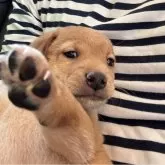 ミックス(ミニチュアピンシャー×柴犬)【岡山県・男の子・2025年10月2日・レッド】の写真3