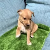 ミックス(ミニチュアピンシャー×柴犬)【岡山県・男の子・2025年5月13日・レッド】の写真3
