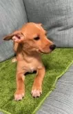 ミックス(ミニチュアピンシャー×柴犬)【岡山県・男の子・2025年5月13日・レッド】の写真4