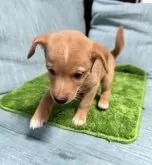 ミックス(ミニチュアピンシャー×柴犬)【岡山県・男の子・2025年5月13日・レッド】の写真6