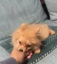 ポメラニアン【岡山県・女の子・2025年7月24日・オレンジ】の写真6