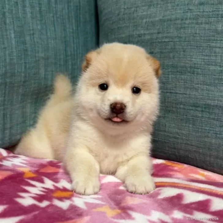 ID:2410-01739の子犬