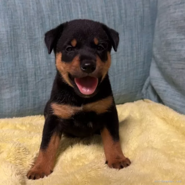 ID:2410-05079の子犬