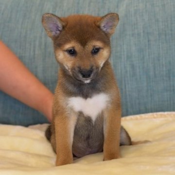 柴犬(標準サイズ)【岡山県・女の子・2023年10月25日・赤】の写真「白いミトンと靴下模様がキュートです。」