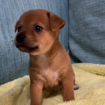 ミックス(ミニチュアピンシャー×柴犬)【岡山県・女の子・2024年9月18日・レッド】の写真「今週末までセール中」