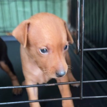 ミニチュアピンシャー【岡山県・女の子・2024年8月25日・レッド】の写真「小さい両親です。お母さんはチャンピオン血統です」