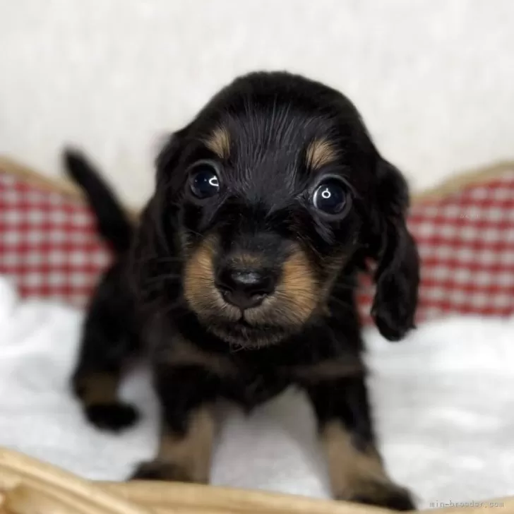 ミニチュアダックスフンド(ロング)【福岡県・男の子・2025年9月15日・ブラック&amp;タン】の写真1「生後41日撮影です。」