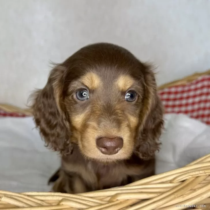 ID：2503-02744の子犬