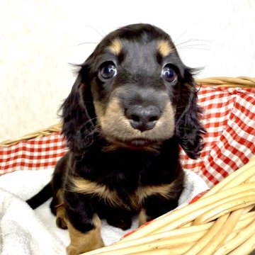 ミニチュアダックスフンド(ロング)【福岡県・女の子・2024年12月13日・ブラック&タン①】の写真「お顔の可愛い女の子です♪」