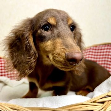 山口県の近隣のミニチュアダックスフンドの子犬を探す