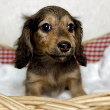 ミニチュアダックスフンド(ロング)【福岡県・男の子・2025年9月15日・シェーデッドレッド】の写真「骨量・色素しっかりとしております」