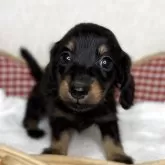 ミニチュアダックスフンド(ロング)【福岡県・男の子・2025年9月15日・ブラック&タン】の写真1「生後41日撮影です。」