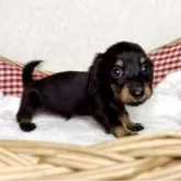 ミニチュアダックスフンド(ロング)【福岡県・男の子・2025年9月15日・ブラック&タン】の写真2「生後41日撮影です。」