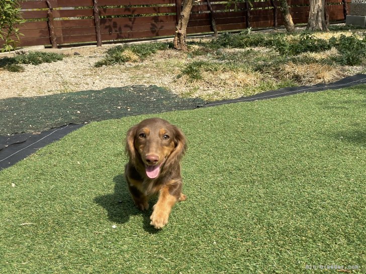 ミニチュアダックスフンド(ロング)【・女の子・2021年6月11日・チョコレート&amp;タン】