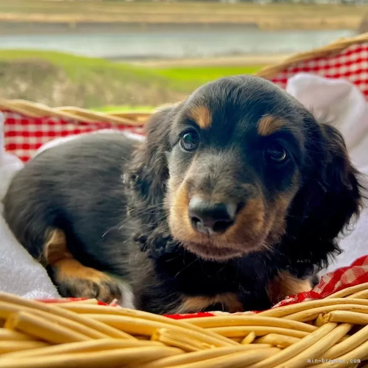 ミニチュアダックスフンド(ロング)【福岡県・男の子・2024年1月7日・ブラック&amp;タン】の写真1「生後50日です。しっかりとご飯を食べてすくすくと育っております。」