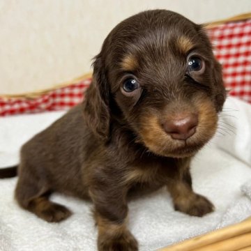 ミニチュアダックスフンド(ロング)【福岡県・男の子・2024年6月4日・チョコレート&タン】の写真「お顔の可愛いイケメン君です♪」