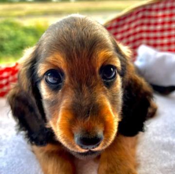 ミニチュアダックスフンド(ロング)【福岡県・男の子・2022年8月25日・シェイテッドイエロー】の写真「しっかりとした骨格と骨量をしております」