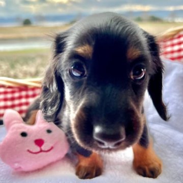 ミニチュアダックスフンド(ロング)【福岡県・女の子・2022年11月27日・ブラック&タン】の写真「小ぶりですが骨量はしっかりとしております」