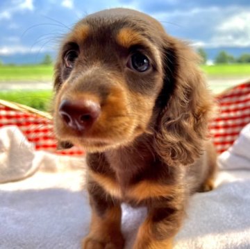 ミニチュアダックスフンド(ロング)【福岡県・女の子・2023年5月31日・チョコレート&タン】の写真「お顔の可愛い女の子です♪」