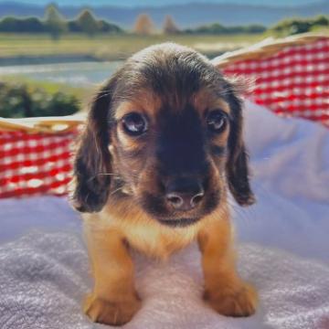 ミニチュアダックスフンド(ロング)【福岡県・男の子・2022年10月25日・シェイテッドイエロー】の写真「しっかりとした骨格と骨量をしております」