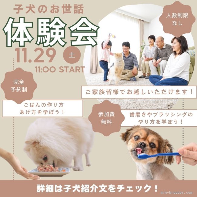 初めての子犬でも安心！💓お世話の基本を学べる体験会🐶✨✨｜勝間　大輝(かつま　だいき)ブリーダー(千葉県・トイプードルなど・JKC登録)の紹介写真1