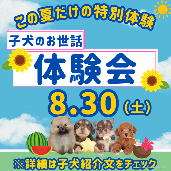 勝間大輝ブリーダーのブログ：大大大好評の体験会🐶✨8月30日開催！！