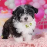 ポメマル(マルチーズ×ポメラニアン)【千葉県・男の子・2025年10月5日・ブラックホワイト】の写真10「ご家族みんなでご来店いただけます👪人数制限はありませんので皆さんでお越しください💖」