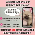 ポメラニアン【千葉県・男の子・2025年1月12日・オレンジ】の写真2「GWなかなかご予定が合わない方にオススメ！🌟🎏ご自宅からご見学いただけます📲🐶💓」