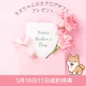 シーズー【千葉県・女の子・2025年3月14日・ホワイト&ゴールド】の写真3「成約特典🎁選べるカタログギフトプレゼント💐」