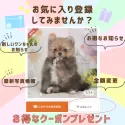 チワワ(ロング)【千葉県・男の子・2025年3月21日・ブラック&タン】の写真2「🐶「この子気になる…」と思ったら、お気に入り登録で📢お得情報・最新情報をチェック🐾」