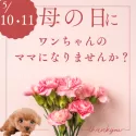 シーズー【千葉県・女の子・2025年3月14日・ホワイト&ゴールド】の写真2「🌹🐶母の日にワンちゃんのママになりませんか？💐」