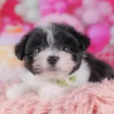 ポメマル(マルチーズ×ポメラニアン)【千葉県・男の子・2025年10月5日・ブラックホワイト】の写真12「とりあえずお気に入り登録しませんか？😊お気に入り登録の方限定クーポン配信中！🎊」