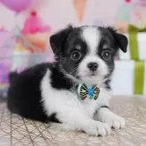 チワワ(ロング)【千葉県・男の子・2025年10月27日・ブラックタン&ホワイト】の写真12「わんちゃんが気になったその日でも見学できます🐶✨特別価格でお迎えセットも販売してます🌟」