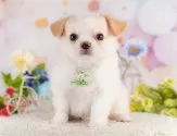 チワワ(ロング)【千葉県・女の子・2025年7月1日・クリーム&ホワイト】の写真12「一度の見学で兄妹ちゃんや他のわんちゃんなど複数頭の見学が可能です！🐶」