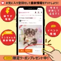 チワックス(チワワ×ダックスフンド)【千葉県・女の子・2025年5月10日・ブラックタン&ホワイト】の写真13「少しでも気になったらお気に入り登録してみませんか？🐶✨」