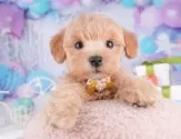 マルプー(マルチーズ×トイプードル)【千葉県・男の子・2025年8月8日・アプリコット】の写真13「みんなわんちゃんが大好き💖大切にお世話した子犬ちゃんをお迎えください😊」