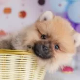 ポメラニアン【千葉県・男の子・2025年9月30日・オレンジ】の写真14「わんちゃんが気になったその日でも見学できます🐶✨特別価格でお迎えセットも販売してます🌟」