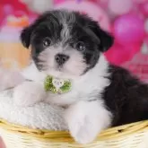 ポメマル(マルチーズ×ポメラニアン)【千葉県・男の子・2025年10月5日・ブラックホワイト】の写真14「当日見学OK！！お気軽にご連絡ください🐶💓」