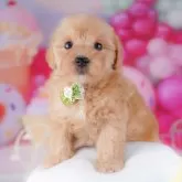 マルプー(マルチーズ×トイプードル)【千葉県・女の子・2025年10月7日・アプリコット】の写真15「当日見学OK！！お気軽にご連絡ください🐶💓」