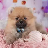 ポメラニアン【千葉県・男の子・2025年9月30日・オレンジ】の写真15「当日見学OK！！お気軽にご連絡ください🐶💓」