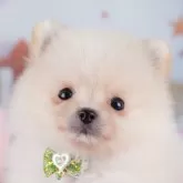 ポメラニアン【千葉県・男の子・2025年8月25日・クリーム】の写真14「みんなわんちゃんが大好き💖大切にお世話した子犬ちゃんをお迎えください😊」