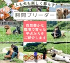 ポメラニアン【千葉県・男の子・2025年8月25日・クリーム】の写真2