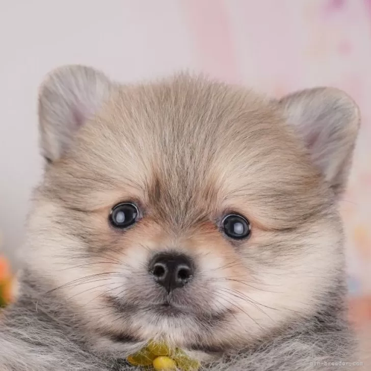 ID：2508-05678の子犬