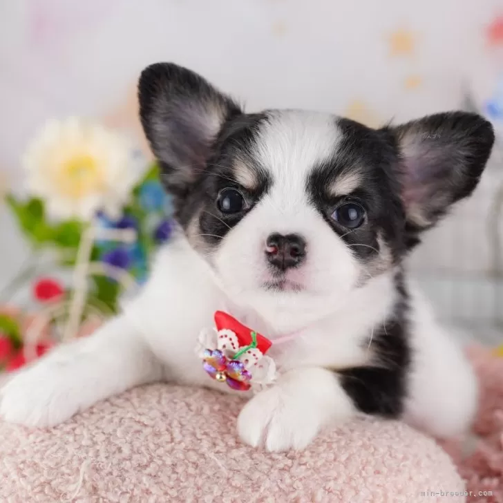チカ 様のお迎えした子犬